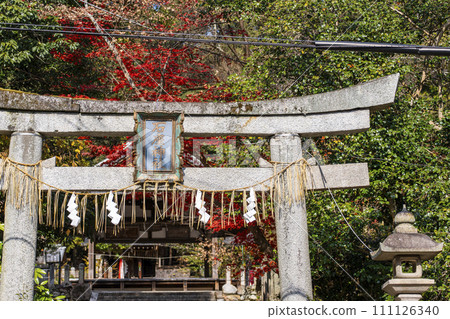 秋天的京都石座神社鳥居,秋葉美麗 秋天的京都石座神社鳥居,秋葉美麗 111126340