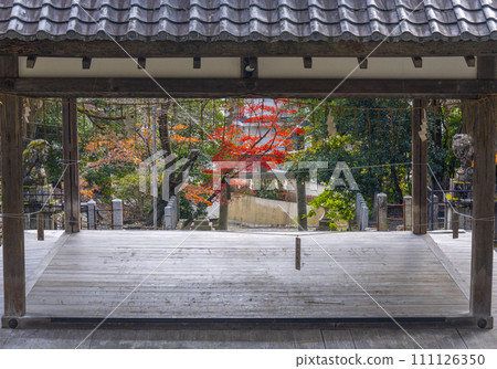 秋天的京都石座神社參拜大廳，秋葉美麗 111126350