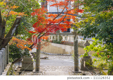 秋天的京都，石座神社秋葉美麗，從參拜殿俯瞰鳥居 111126352