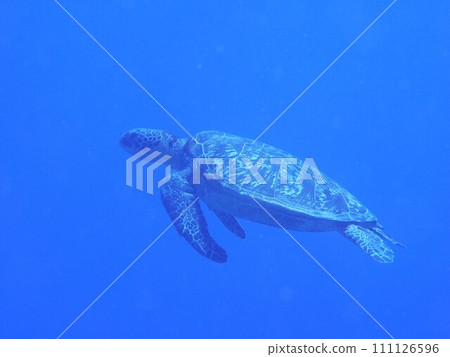 Green turtle Green turtle 111126596