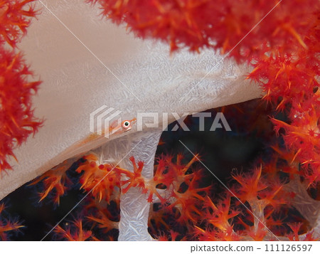 Scalogy Womi Takehase Scalogy Womi Takehase 111126597