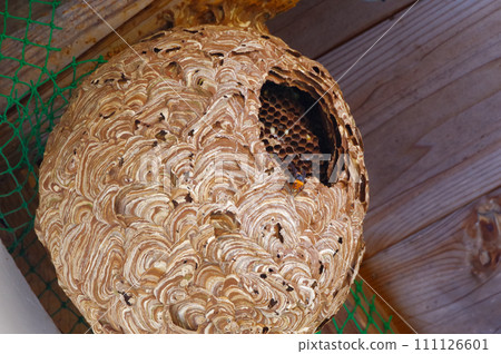 Wasp nest with a round hole Wasp nest with a round hole 111126601