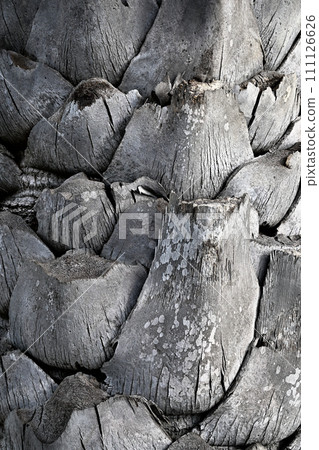 Palm tree trunk Palm tree trunk 111126626