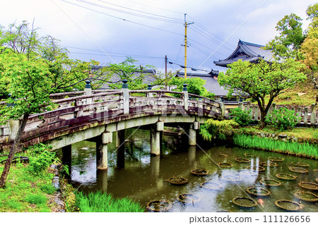 [Kyoto] Kurodani in spring, Konkai Komyoji Temple, Gokuraku Bridge and Lotus Pond (Kabutoike) in the rain 111126656