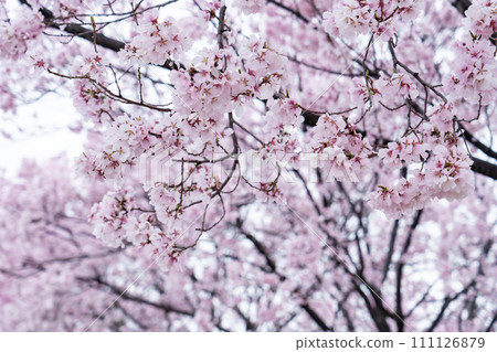 Looking up at the cherry blossoms in full bloom Looking up at the cherry blossoms in full bloom 111126879