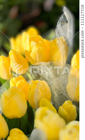 黃色鬱金香 黃色鬱金香 111127316