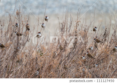 Wild birds photographed on the Oarai coast 111127450