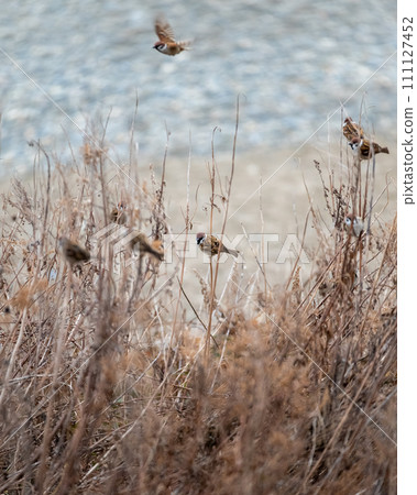 Wild birds photographed on the Oarai coast 111127452