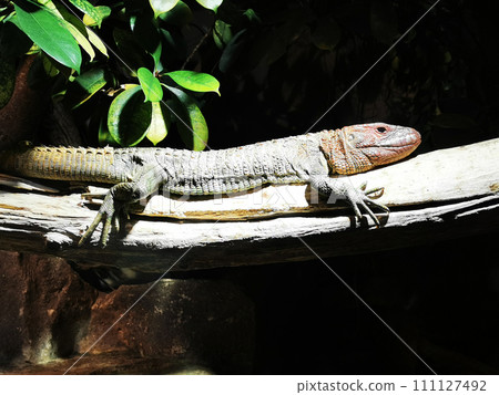 lizard in the nature lizard in the nature 111127492