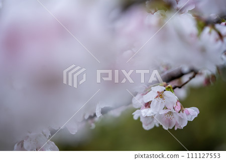 Close-up of cherry blossoms bathed in the spring sunlight 111127553