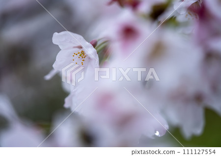 Close-up of cherry blossoms bathed in the spring sunlight Close-up of cherry blossoms bathed in the spring sunlight 111127554