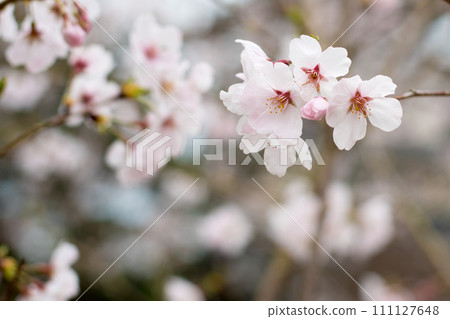 Cherry blossoms③ Cherry blossoms③ 111127648