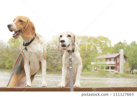 Beagle dog enjoying a summer resort 111127663