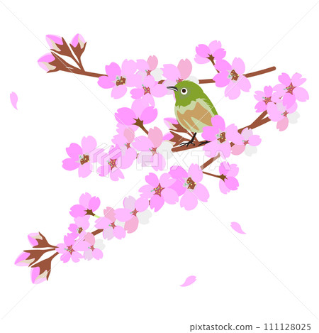 堅持櫻花樹枝的藥 111128025