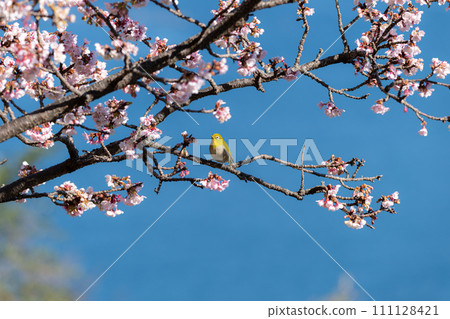 Kawazu cherry tree and mezzo 111128421