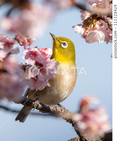 Kawazu cherry tree and mezzo 111128424