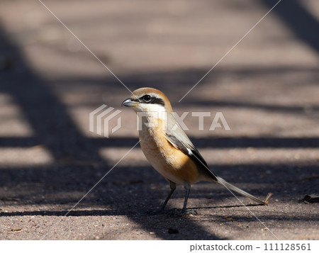A handsome male shrike 111128561
