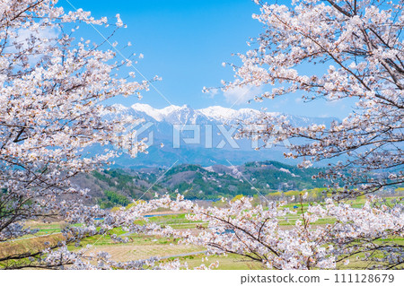 Cherry blossoms and the Central Alps (from Nakagawa Village) 111128679