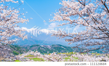 Cherry blossoms and the Central Alps (from Nakagawa Village) Cherry blossoms and the Central Alps (from Nakagawa Village) 111128684
