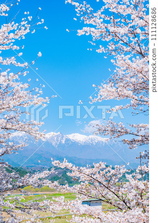 櫻花和中央阿爾卑斯山（中川村出發） 111128686