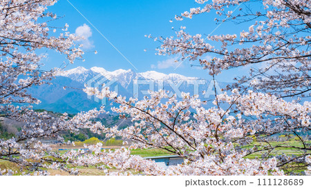 櫻花和中央阿爾卑斯山（中川村出發） 111128689