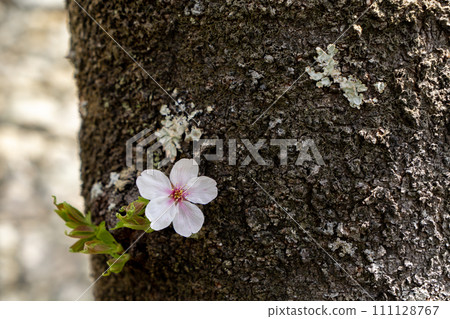 Cherry blossoms blooming in trunk Cherry blossoms blooming in trunk 111128767