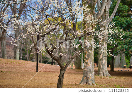 Yoyogi Park Red and White Plum Blossom Buds 111128825