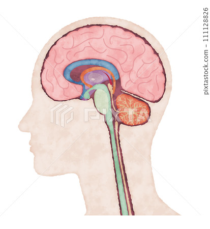 Cross section of human body brain, watercolor style illustration 111128826