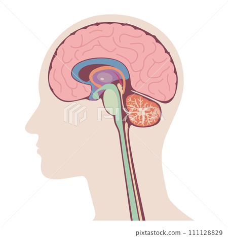 Cross section of human body brain, vector illustration 111128829