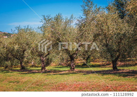 Rows of olive tree field in Croatia 111128992