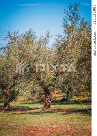 Rows of olive tree field in Croatia Rows of olive tree field in Croatia 111128995