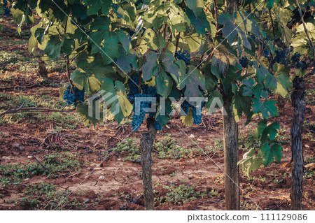 Ripe Cabernet grapes on vine growing in a vineyard at sunset time, Croatia Ripe Cabernet grapes on vine growing in a vineyard at sunset time, Croatia 111129086