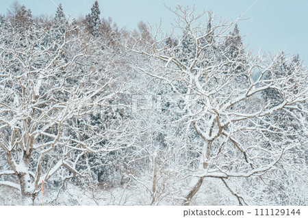 White snow on a tree branches on a frosty winter day. Natural background and winter season concept 111129144