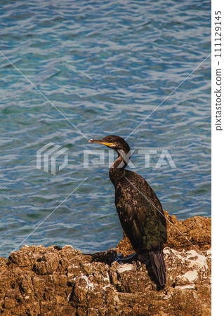 Cormorants sunbathing on the rocks on a deserted coast in the Porec Croatia 111129145