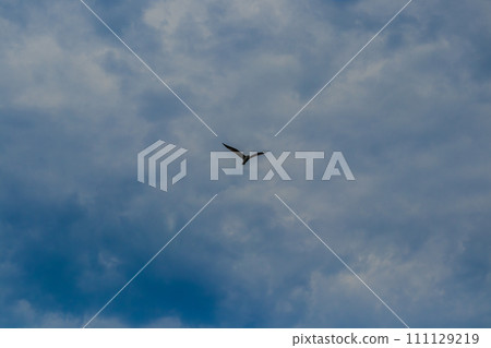 Fregat bird birds flock are flying around with blue sky clouds background. Fregat bird birds flock are flying around with blue sky clouds background. 111129219