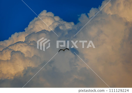 Fregat bird birds flock are flying around with blue sky clouds background. Fregat bird birds flock are flying around with blue sky clouds background. 111129224