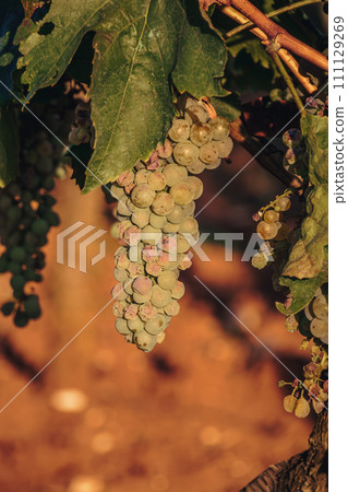 Ripe white grape on the vine ready to eat or harvest for wine Croatia Ripe white grape on the vine ready to eat or harvest for wine Croatia 111129269