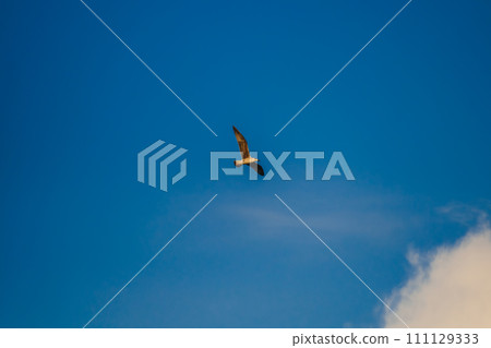 Fregat bird birds flock are flying around with blue sky clouds background. Fregat bird birds flock are flying around with blue sky clouds background. 111129333
