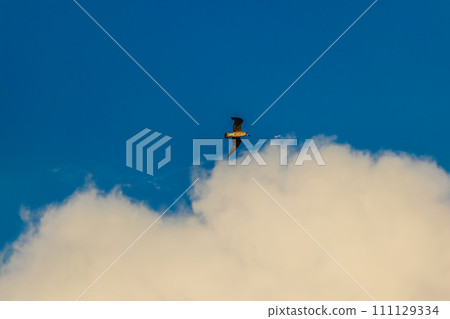 Fregat bird birds flock are flying around with blue sky clouds background. Fregat bird birds flock are flying around with blue sky clouds background. 111129334