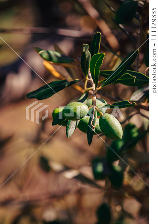 Young green olives on the olive tree in Croatia 111129335