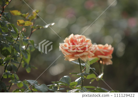 Arao City Ominous Citizen Flower Bed Rose Flower, 111129422