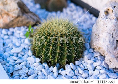 Cactus plant in Italy at the street planting from stones Cactus plant in Italy at the street planting from stones 111129908