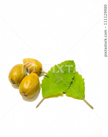 A picture of tamarillo with leaves isolated on white background A picture of tamarillo with leaves isolated on white background 111129980