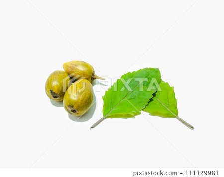 A picture of tamarillo with leaves isolated on white background 111129981