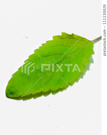 A picture of leaves with selective focus 111130026