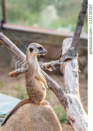 Meerkat, Suricata suricatta, on hind legs. Portrait of meerkat standing on hind legs with alert expression. Portrait of a funny meerkat sitting on its hind legs. 111130167