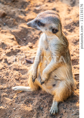 Meerkat, Suricata suricatta, on hind legs. Portrait of meerkat standing on hind legs with alert expression. Portrait of a funny meerkat sitting on its hind legs. Meerkat, Suricata suricatta, on hind legs. Portrait of meerkat standing on hind legs with alert expression. Portrait of a funny meerkat sitting on its hind legs. 111130176