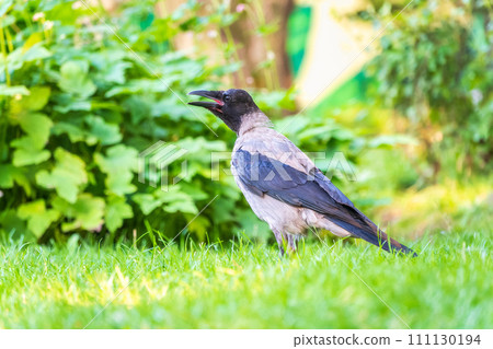 Hooded crow, corvus cornix, standing on the lawn in the spring or summer 111130194