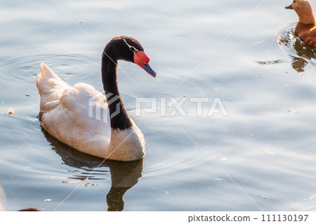 The black-necked swan, Cygnus melancoryphus, is a swan that is the largest waterfowl native to South America. The body plumage is white with a black neck and head and greyish bill 111130197