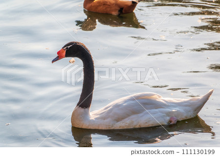 The black-necked swan, Cygnus melancoryphus, is a swan that is the largest waterfowl native to South America. The body plumage is white with a black neck and head and greyish bill 111130199